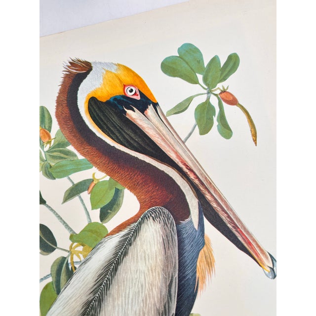 1960s 1964 Audubon Folio Lithograph Great Bird Paintings - "Brown Pelican" 17x14 For Sale - Image 5 of 6