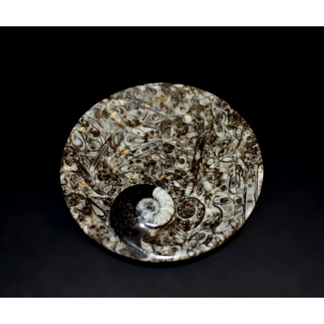 Pair Ammonite Plates Natural Fossil 4.5" For Sale - Image 10 of 15