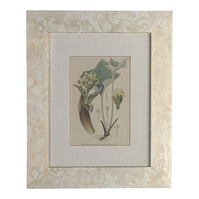 Framed Antique Botanical For Sale