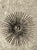 Gray Vintage MCM Wrought Iron Sunburst For Sale - Image 8 of 12