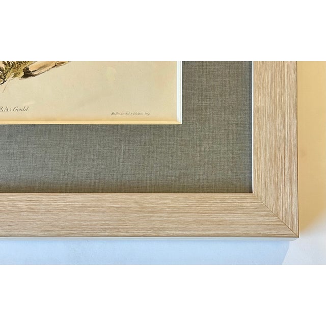 Original lithograph by John Gould from The Birds of Australia, circa 1840. This hand-colored folio lithograph is from the...