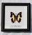 Framed Butterfly Specimens-Set of 3 For Sale - Image 4 of 13