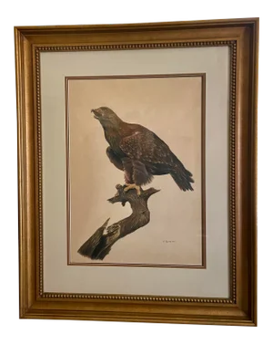 1970s "Harris Hawk (Parabuteo Unicinctus)" Color Pencil Drawing, Framed