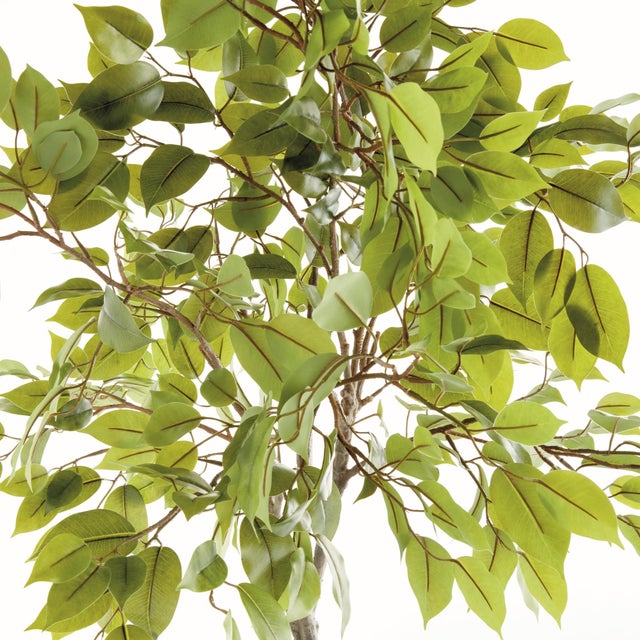 100% realistic a perfect copy of the Ficus tree. This dropin is a nomaintenance work of art. Complete with a standard...