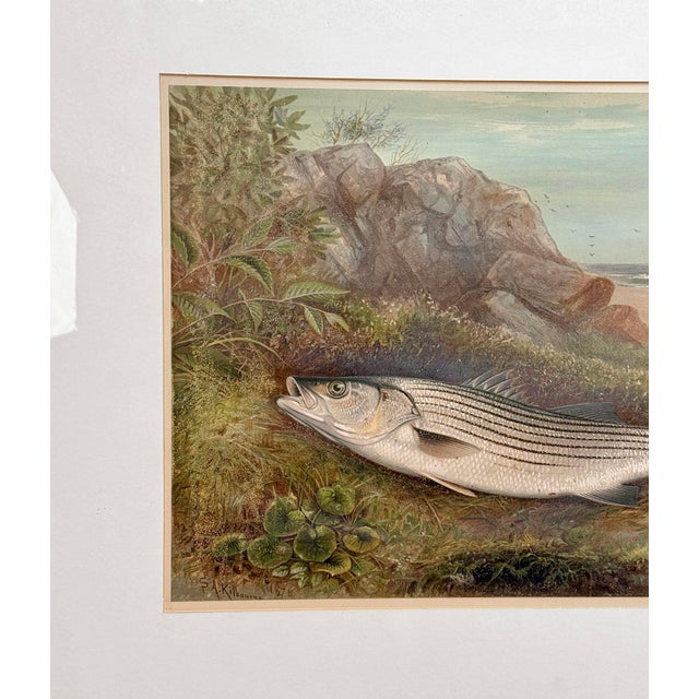 Antique Coastal Stripped Bass "Game Fishes of the Us" by Kilbourne Lithograph For Sale - Image 6 of 13