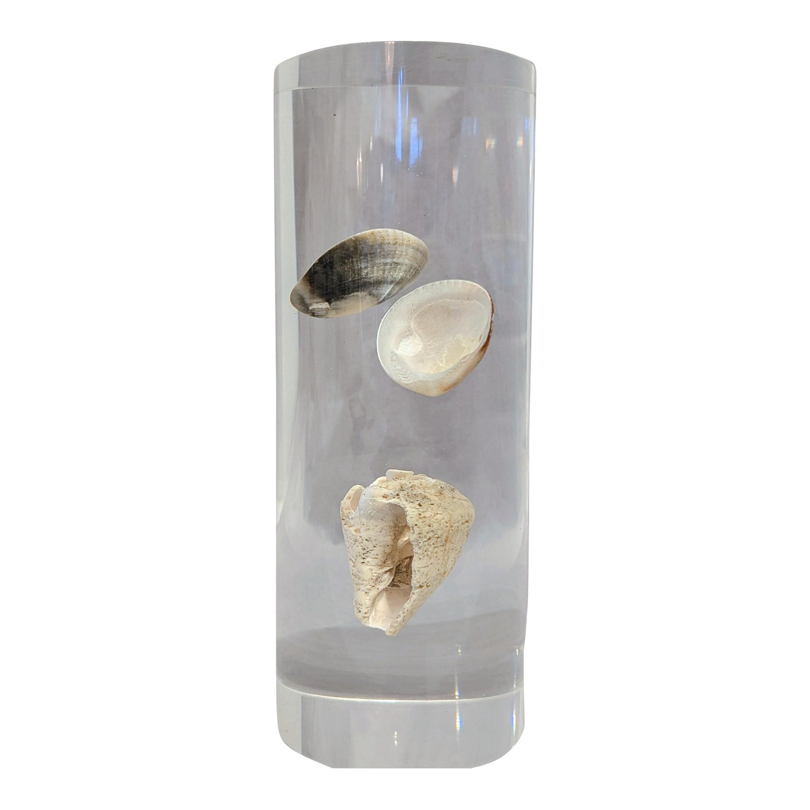 Lucite With Shells | Chairish