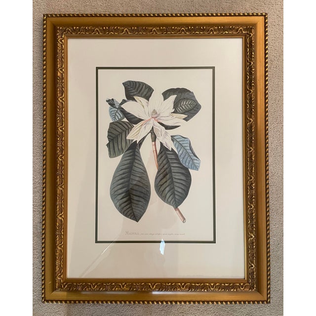 English Gold Framed Magnolia Prints, a Pair For Sale - Image 3 of 10