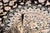 Nain Hand-Knotted Rug in Wool For Sale - Image 10 of 11