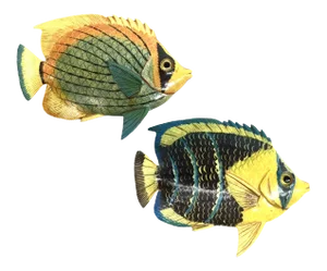 Hand Painted Lacquer Wood Sunfish Wall Art - a Pair