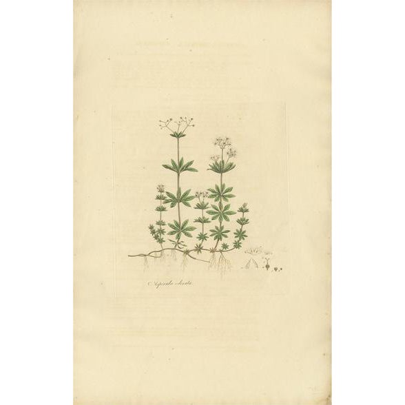 Curtis, Botany Illustration of Gallium Odoratum, 1817, Print For Sale