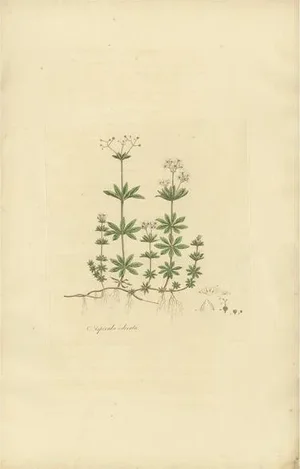Curtis, Botany Illustration of Gallium Odoratum, 1817, Print