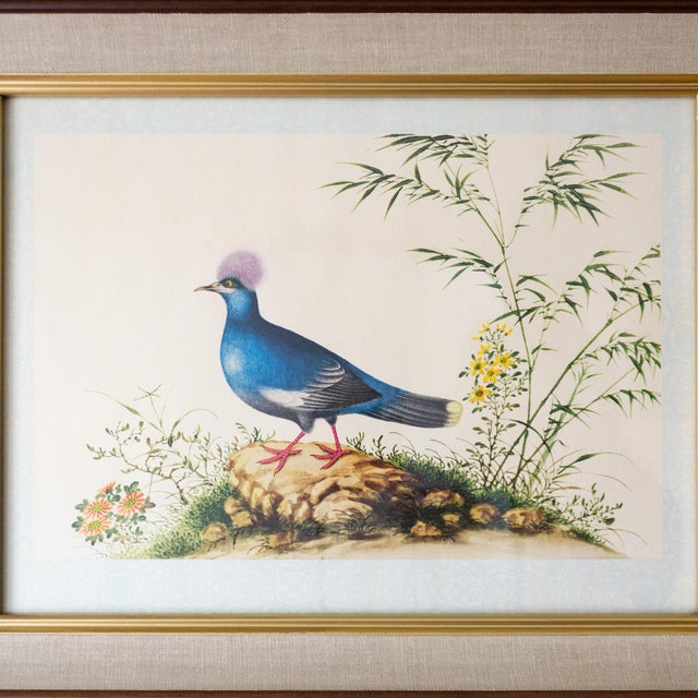A lovely Audubon-style framed bird print of the Blue Crowned Pigeon, featuring beautiful coloration and a subtle baby blue...