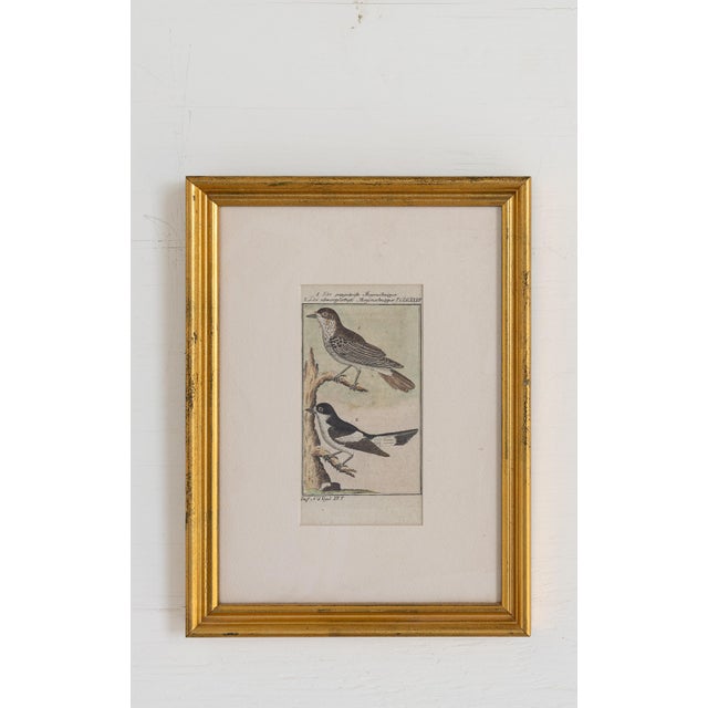 Victorian 19th Century Set of Framed Avian / Bird Engravings For Sale - Image 3 of 11