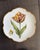 Set of 8 Hand-Painted Anna Weatherley Bread & Butter Plates 6" From Treasure Garden, Morning Glory, Green Leaf or Old Master Tulips Collection For Sale - Image 4 of 11