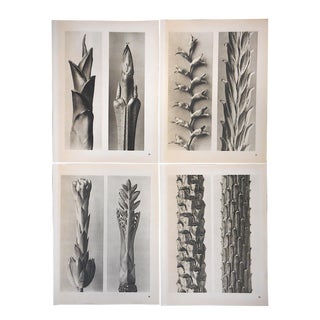 Vintage Botanical Photogravures-Karl Blossfeldt-Set of 4 For Sale