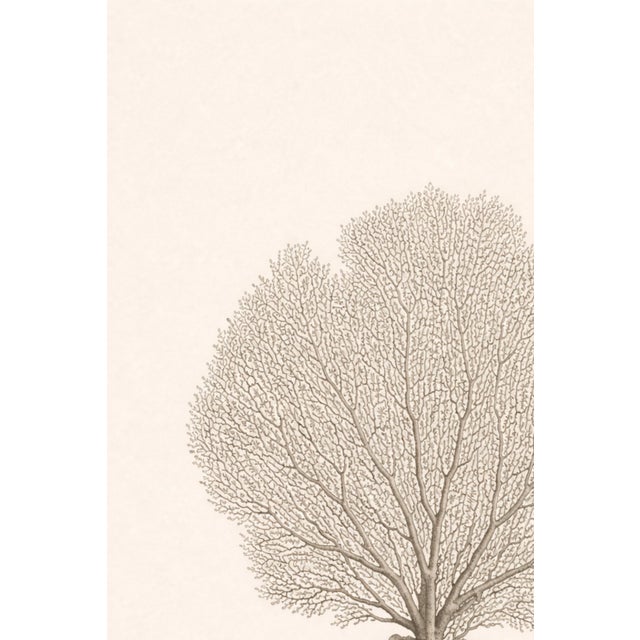 Sea Fan Coral Study, Minimal Coastal Botanical Art Print, 24" × 36" For Sale In Buffalo - Image 6 of 10