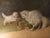 Early 20th-century English painting on canvas, depicting a white kitten in the grass that has knocked over a flowerpot in...