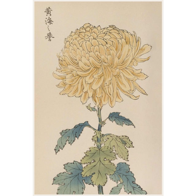 Yellow Mum by Hasegawa, Vintage Japanese Botanical Art Print, 12" X 18" For Sale
