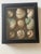 Coastal 1960s Gorgeous Large Turno Sea Shell Collection in a Shadow Box For Sale - Image 3 of 5