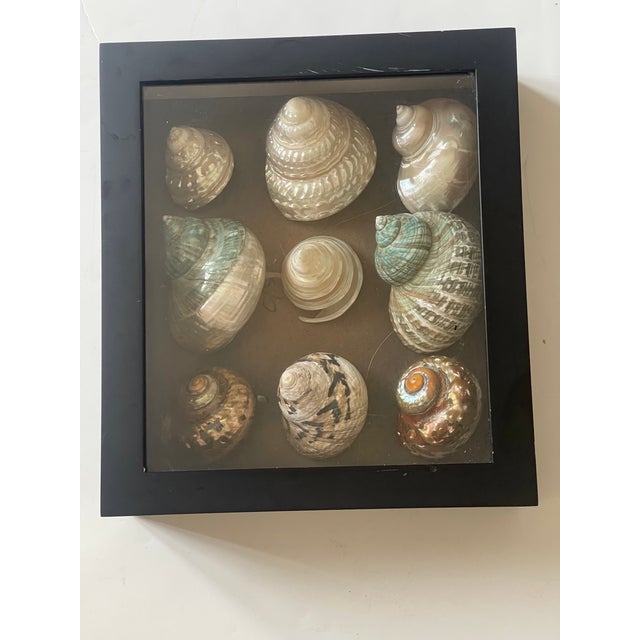 Coastal Gorgeous Large Turbo Sea Shell Collection in a Shadow Box For Sale - Image 3 of 5