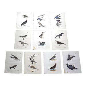 Antique 19th Century Chromolithograph Birds - Set of 10