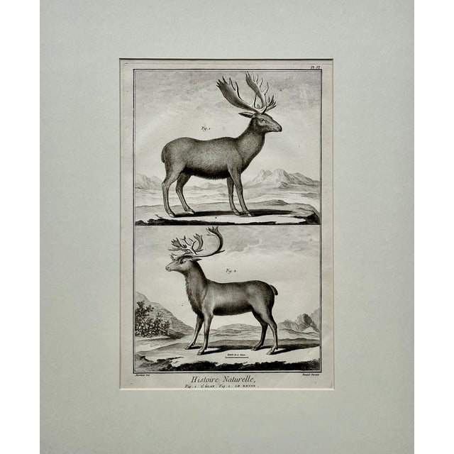French Elk & Reindeer Original Engraving by Buffon, Circa 1774 For Sale - Image 3 of 3
