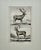 French Elk & Reindeer Original Engraving by Buffon, Circa 1774 For Sale - Image 3 of 3