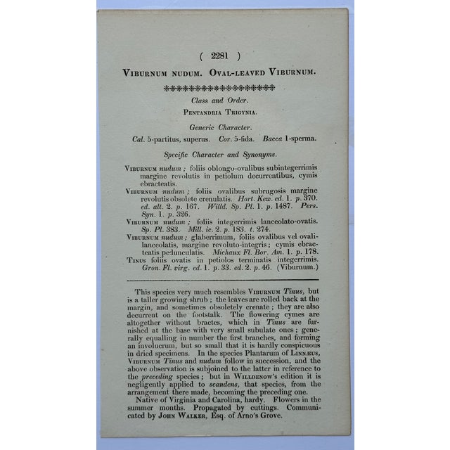 Early 19th Century Cassia, Viburnum and Creeping Violet Phlox Botanicals by Curtis (Set of 3) For Sale - Image 6 of 8