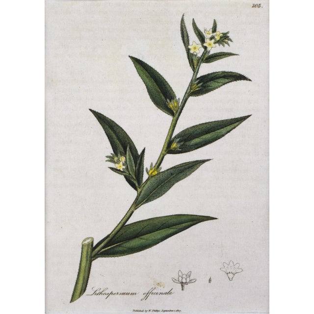 Early 19th Century English Hand Colored Floral Botanical Engraving by William Woodville For Sale - Image 4 of 5