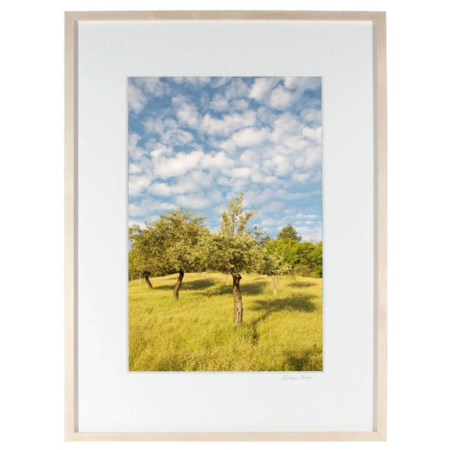 Gaetan Caron Gaétan Caron "The Three Sisters (Heirloom Apple Trees)" Mendocino Orchard, California 2011 For Sale - Image 4 of 5