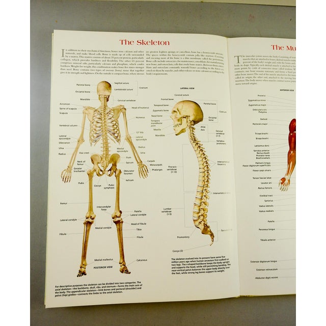 Wallchart of Human Anatomy Book Chairish