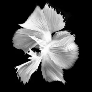 "Betta BW3" Contemporary Still Life Black and White Photograph