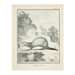 Juste Chevillet, Le Furet Putois, Etching, 1771 For Sale