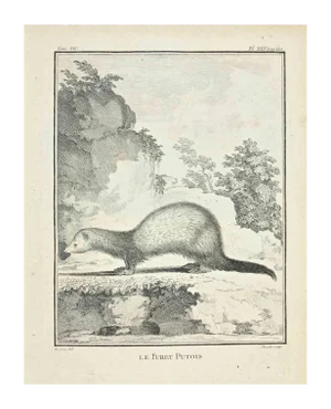 Juste Chevillet, Le Furet Putois, Etching, 1771