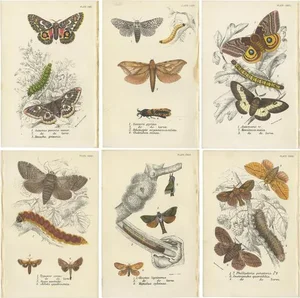 Lloyd, Various Moths, 1897, Prints, Set of 6