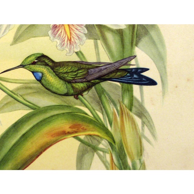 1940s 1940s Gould Hummingbird Lithograph, Heliodoxa Jacula. Green Crowned Brilliant For Sale - Image 5 of 7