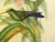 1940s 1940s Gould Hummingbird Lithograph, Heliodoxa Jacula. Green Crowned Brilliant For Sale - Image 5 of 7