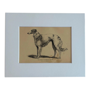 Antique Dog Print in 8 x 10 Mat, ca. 1890: "The Russian Wolfhound Krilutt"