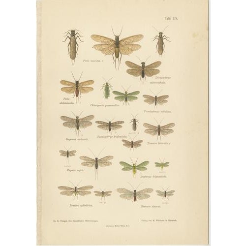 Entomological Lithographs from Die Geradflügler, Germany, 1908, Set of 2 For Sale - Image 4 of 12