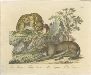 Karl Joseph Brodtmann, Jaguar & Cougar, 1816, Lithograph