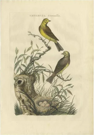 Sepp & Nozeman, Yellowhammer, 1789, Paper