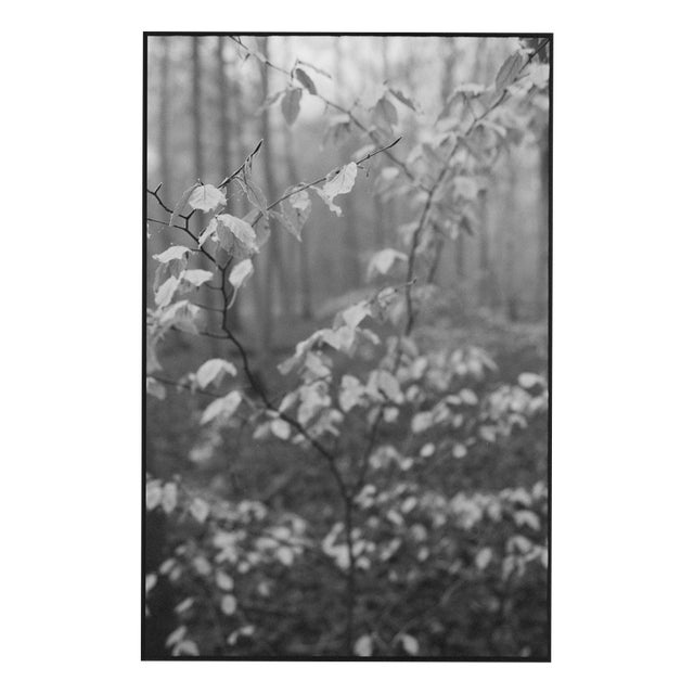 Paul Cooklin, Scan 20211222 77, Edition of 50 For Sale