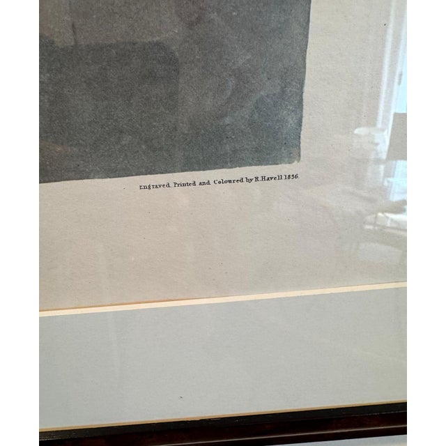 Late 20th Century Large Framed John James Audubon Golden-Eyed Duck Primordial Folio Print For Sale - Image 5 of 14