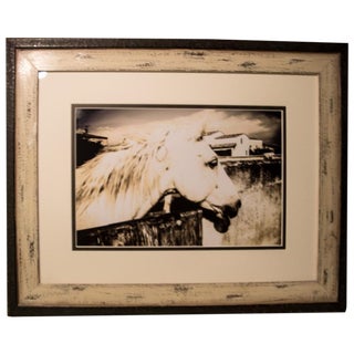Wild Horses of Camargue, France For Sale