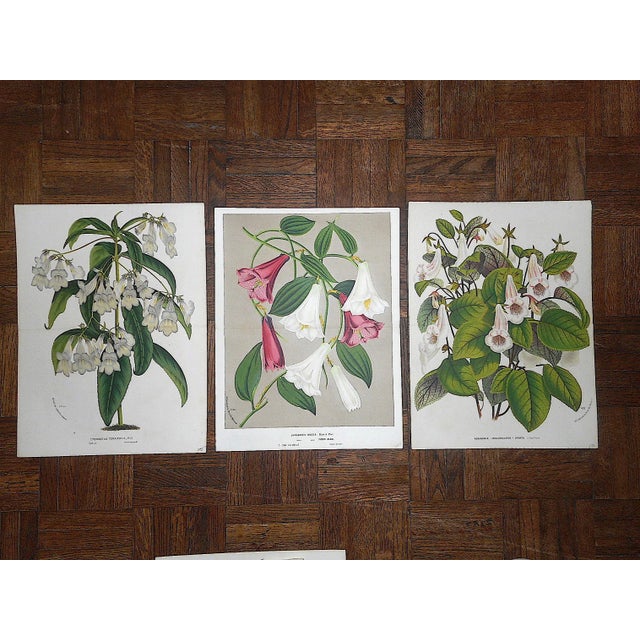 Antique Botanical Lithographs-Flowers-Set of 3-Apprx. 10"x13" For Sale - Image 4 of 4