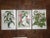 Antique Botanical Lithographs-Flowers-Set of 3-Apprx. 10"x13" For Sale - Image 4 of 4