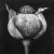 Contemporary 'Poppy Pod Head' No. 5 - Black and White Botanical Floral Photography Print / Karl Blossfeldt For Sale - Image 3 of 5