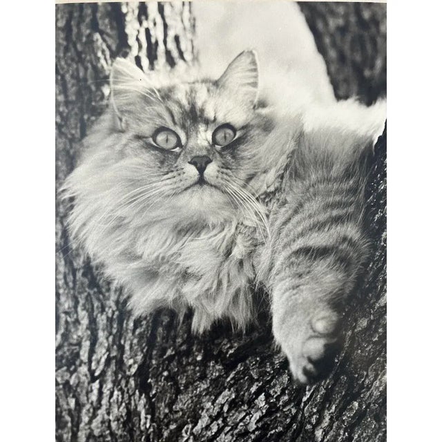 American Paul Dunckhorst "Oscar" Original Black & White Photograph c.1943 – Exhibited at the Fourth Annual North American Salon For Sale - Image 3 of 7