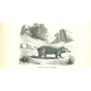 Paul Gervais, Mydaus Télagon, Original Lithograph, 1854 For Sale