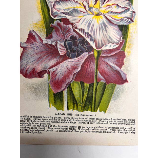 Shabby Chic Antique Garden Iris Print For Sale - Image 3 of 6